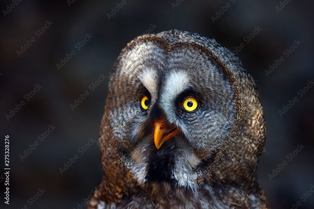 Obraz premium The great grey owl or great gray owl (Strix nebulosa), portrait with dark background. Portrait of the big owl.