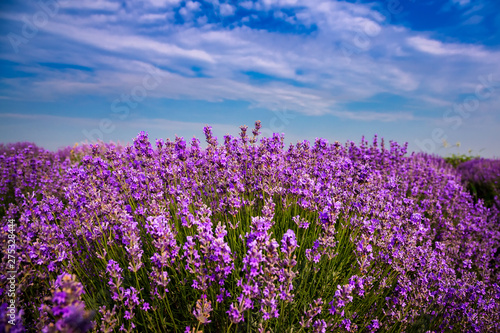 Beautiful lavender fields on a sunny day. Moldova.