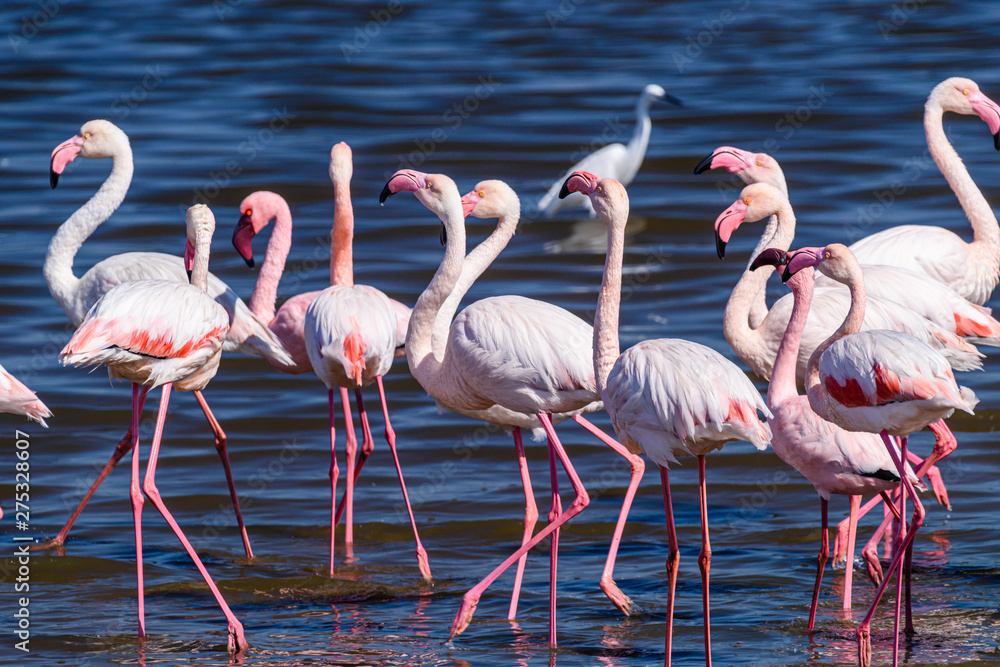 Flamingos in the sea at Walvis Bay, Namibia