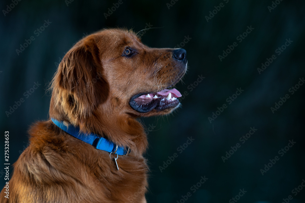 A close-up portrait of a golden retriever dog with dramatic lighting.