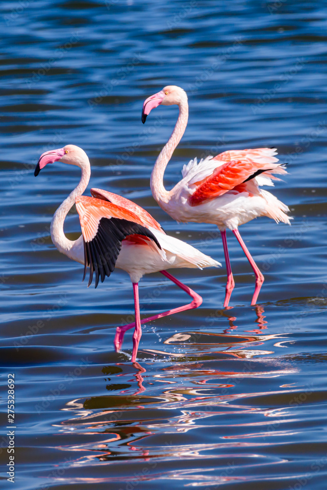 Flamingos in the sea at Walvis Bay, Namibia