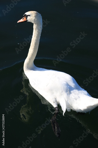 Swan swims on the water. Wonderful white swan.