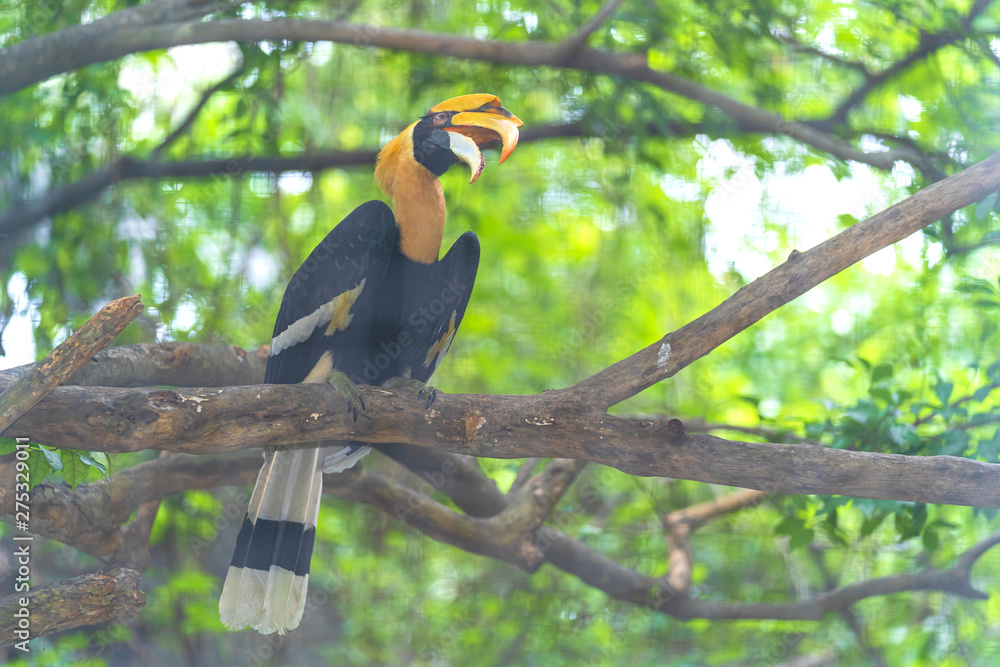 Obraz premium Hornbills, bird on the tree