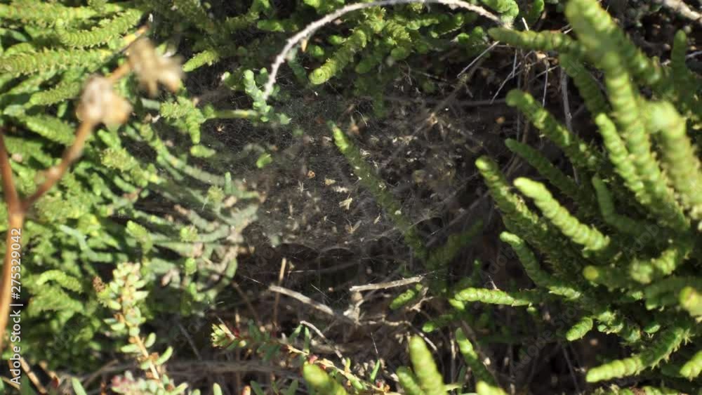 Close up of spider web outdoors. White threads of cobwebs on sunny day in grass on green field Close up of spider web outdoors. White threads of cobwebs on sunny day in grass on green field