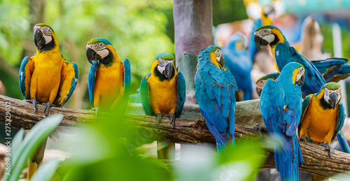 Group of colorful macaw on tree branches photo