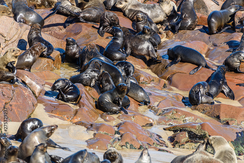 One of the largest colonies of Cape Fur Seals in the world, Cape Cross, Skeleton Coast, Namibia