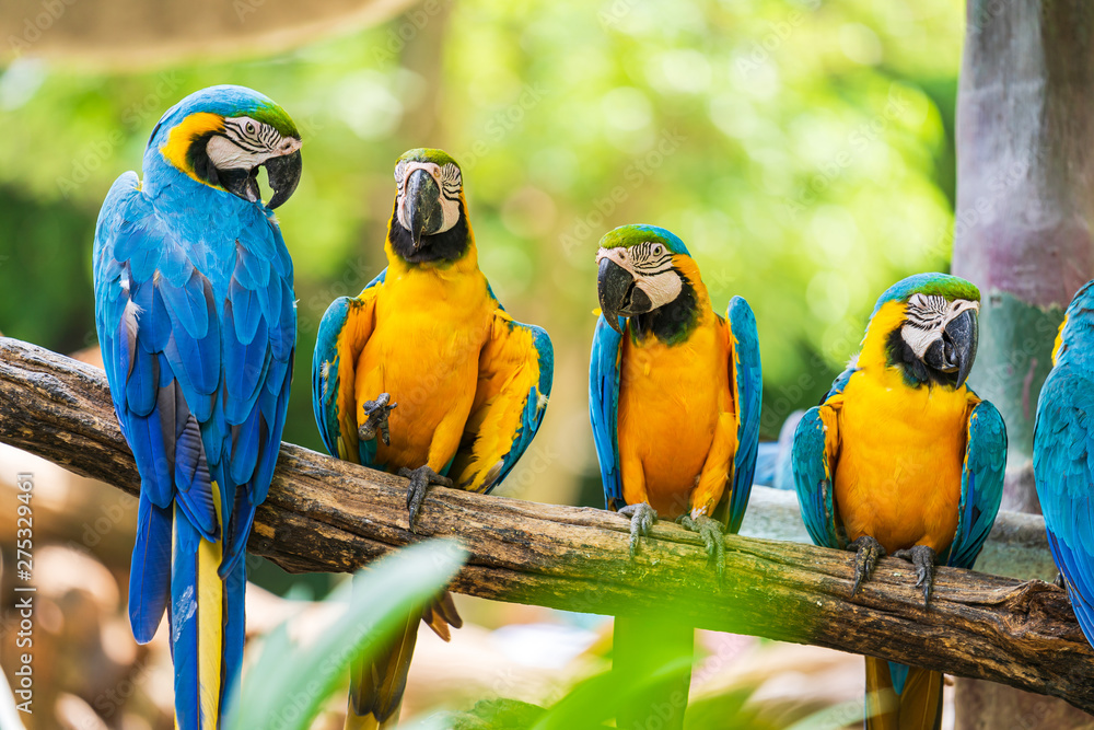 Group of colorful macaw on tree branches - obrazy, fototapety, plakaty 