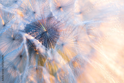 Close up seeds of dandelion flower in sunset rays. Backlight. Summer nature background. Macro. Soft focus