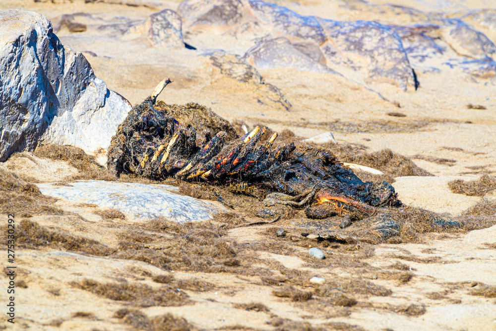Φωτογραφία The carcass of a dead seal lies among one of the largest colonies of Cape Fur Se