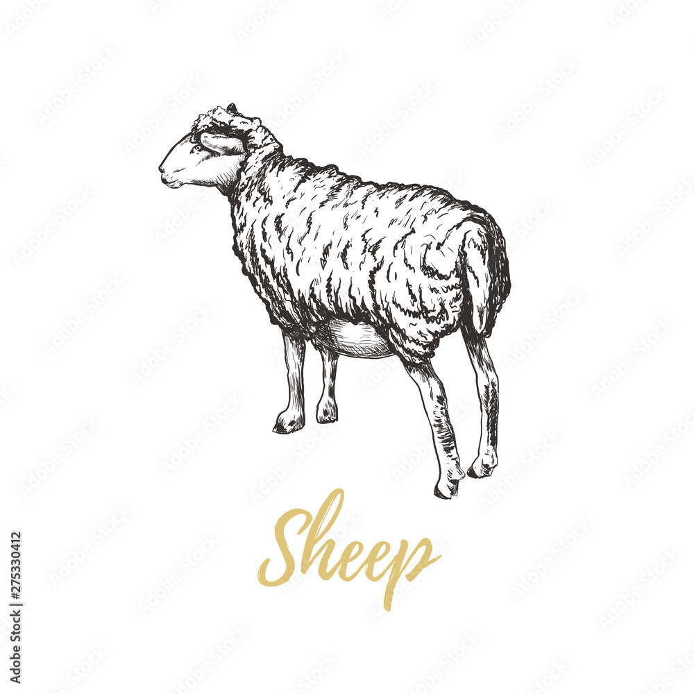 Fototapeta premium Ilustracja wektorowa owiec. Rysunek odręczny owiec. Szkic owiec