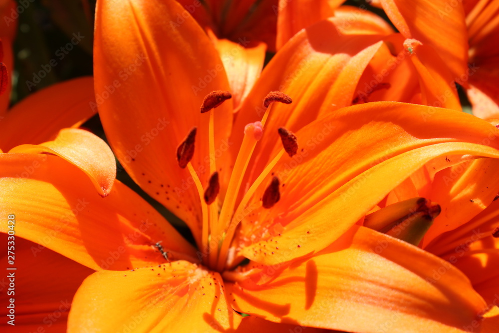 colorful blossoms of lily in the sunshine colorful blossoms of lily in the sunshine