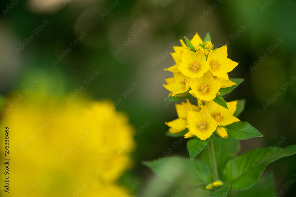 a sprig of yellow bright small flowers a sprig of yellow bright small flowers