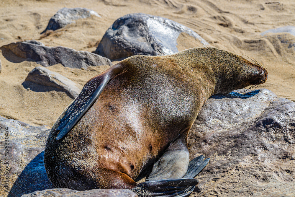 One of the largest colonies of Cape Fur Seals in the world, Cape Cross, Skeleton Coast, Namibia One of the largest colonies of Cape Fur Seals in the world, Cape Cross, Skeleton Coast, Namibia
