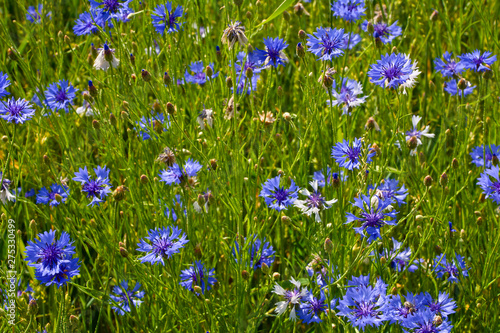 Field of blue cornflowers in sunny day