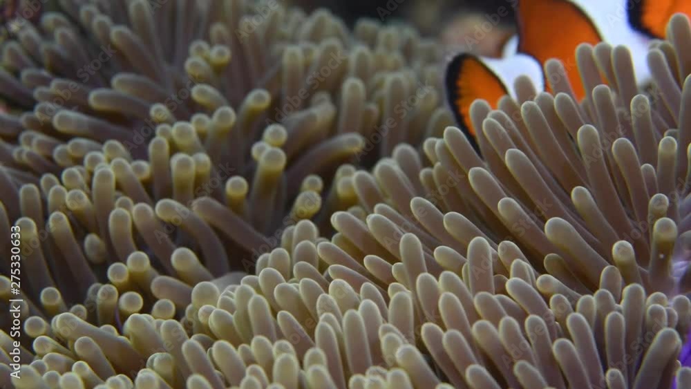 Ocellaris Clownfish, Amphiprion ocellaris macro closeup Ocellaris Clownfish, Amphiprion ocellaris macro closeup