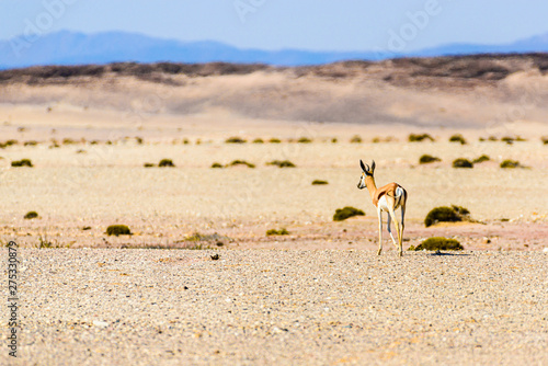Springbok on the African savannah through severe heat haze shimmer, Namibia.