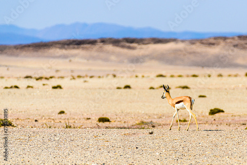 Springbok on the African savannah through severe heat haze shimmer, Namibia.