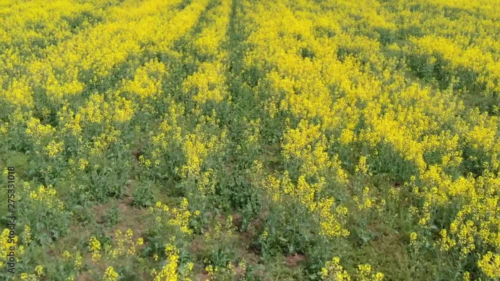 Flying fast over rapeseed field Flying fast over rapeseed field