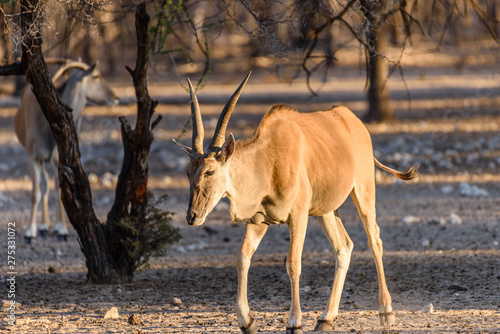 Common eland, the second largest of all antelopes, reaching around 1.6m at the shoulder. photo