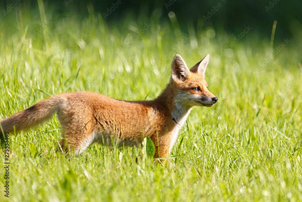 Fuchs Fuchs