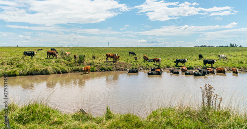 Cows searching for cooling in a small pond on the country side of Uruguay © ivoderooij