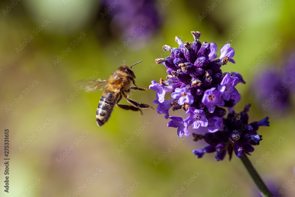 Bedrohte Wildbienen Bedrohte Wildbienen