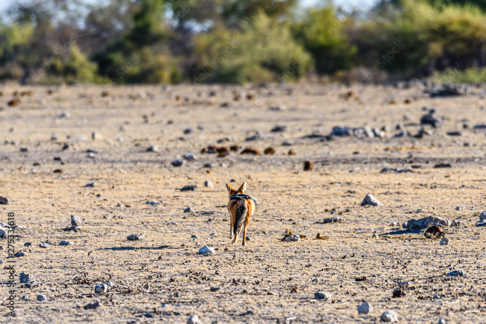 A lone black-backed jackal walks across an empty ground. Etosha National Park, Namibia