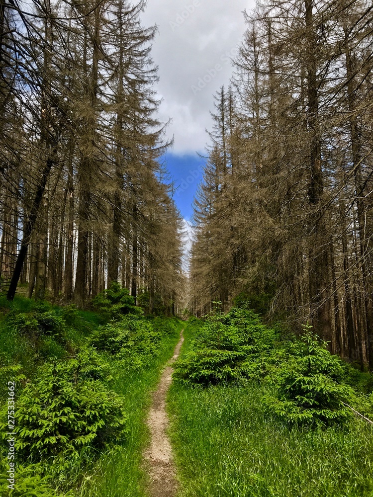 Fototapeta premium Der Harz (Niedersachsen, Sachsen-Anhalt)