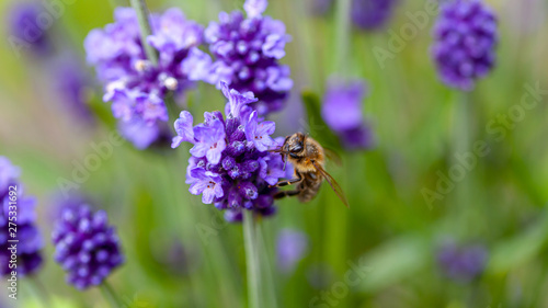 Bedrohte Wildbienen