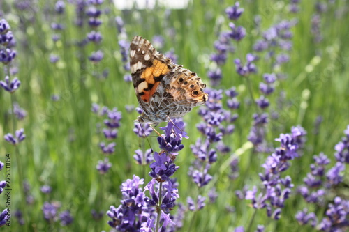 Schmetterling im Lavendel © Martina