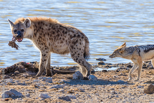 Black-backed jackals steal meat from a pair of spotted hyenas which have just killed a large male kudu.