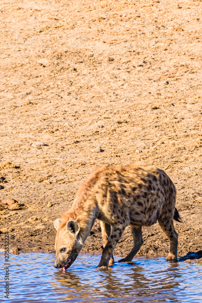 A spotted hyena takes a drink from a water hole in the Etosha National Park, Namibia.