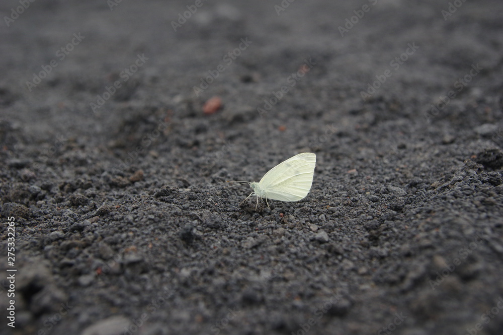 Weißer Schmetterling auf dem Ätna Weißer Schmetterling auf dem Ätna