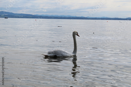 swan on lake Konstanz  © PeSchne