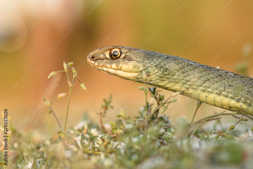 Montpellier snake, Malpolon monspessulanusm, male. Montpellier snake, Malpolon monspessulanusm, male.