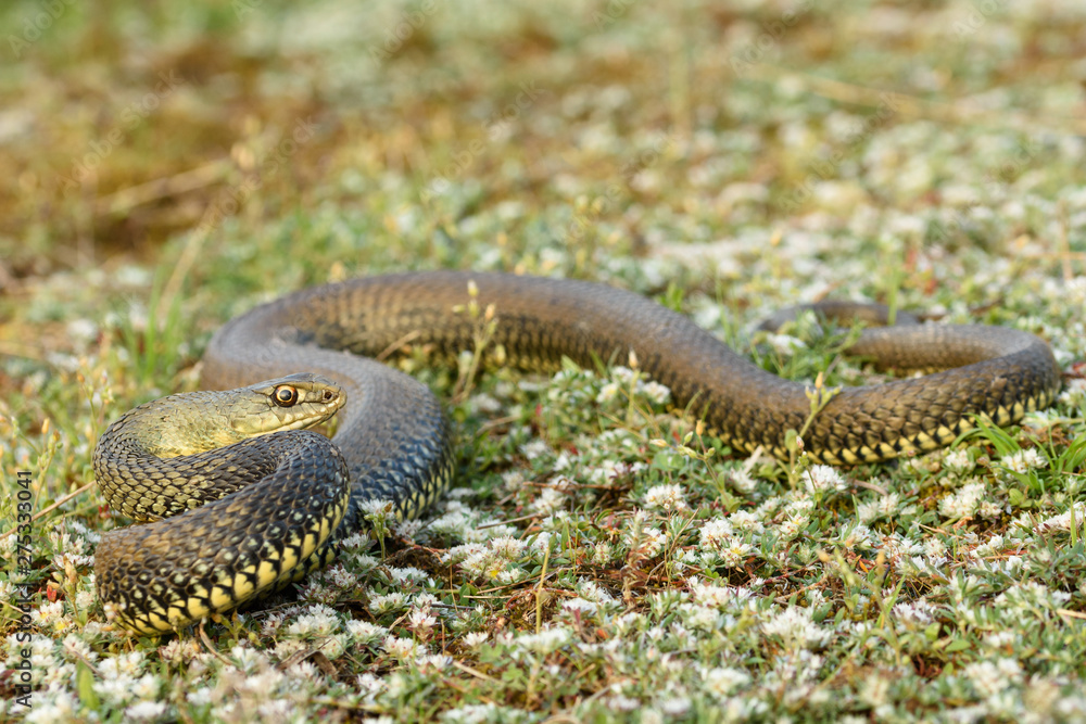 Obraz premium Montpellier snake, Malpolon monspessulanusm, male.