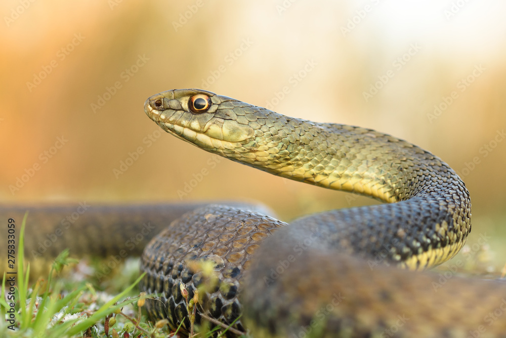 Montpellier snake, Malpolon monspessulanusm, male. Montpellier snake, Malpolon monspessulanusm, male.