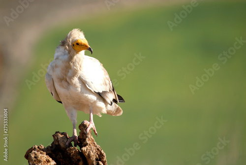 A scavenger Egyptian vulture in castilla fields