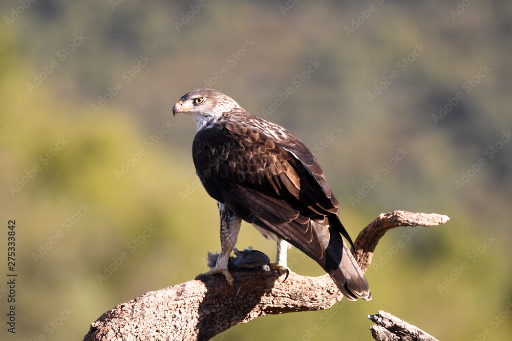 Fototapeta premium A Bonelli's Eagle poses with the prey