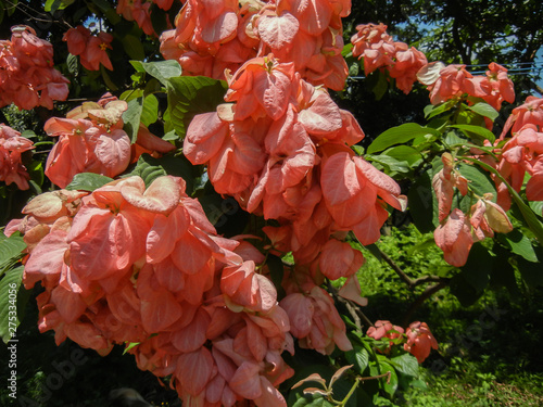 Mussaenda erythrophylla tropical dogwood evergreen shrub photo