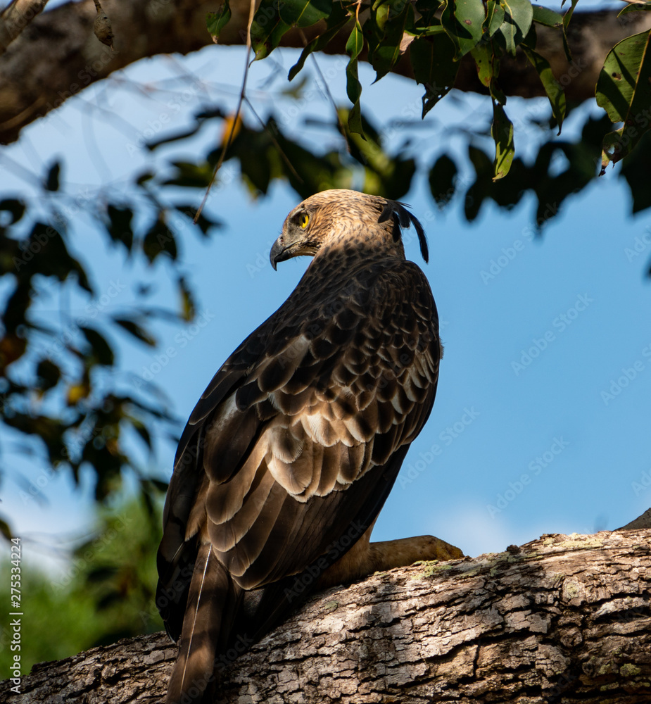 hawk eagle in yala national park Sri Lanka hawk eagle in yala national park Sri Lanka