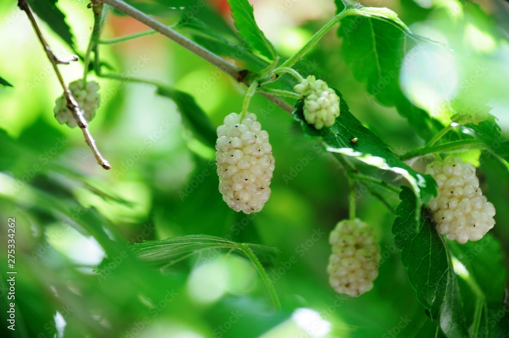 Fruits of a white mulberry against a background of green leaves of a mulberry Fruits of a white mulberry against a background of green leaves of a mulberry