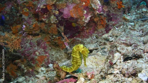 The spiny seahorse, Hippocampus histrix closeup in Andaman sea