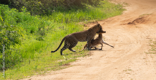 Leopard in Yala National park carrying a deer in his mouth right after the hunt