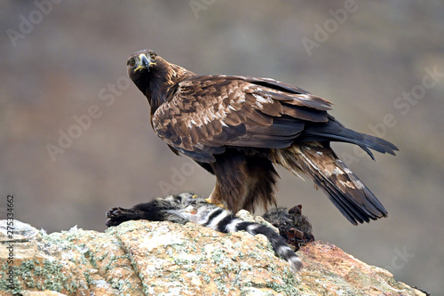 An adult royal eagle poses on a rock