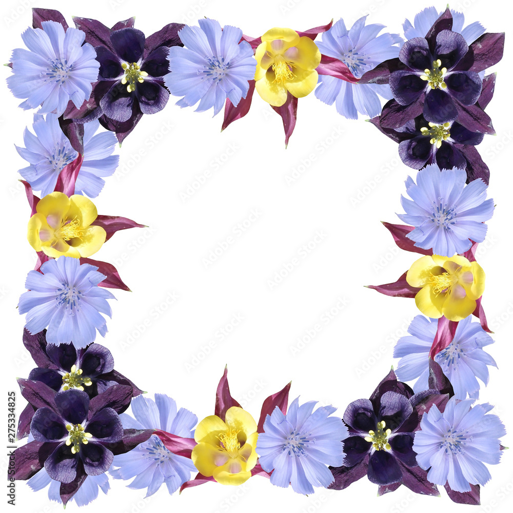Fototapeta premium Beautiful floral background of chicory and aquilegia. Isolated