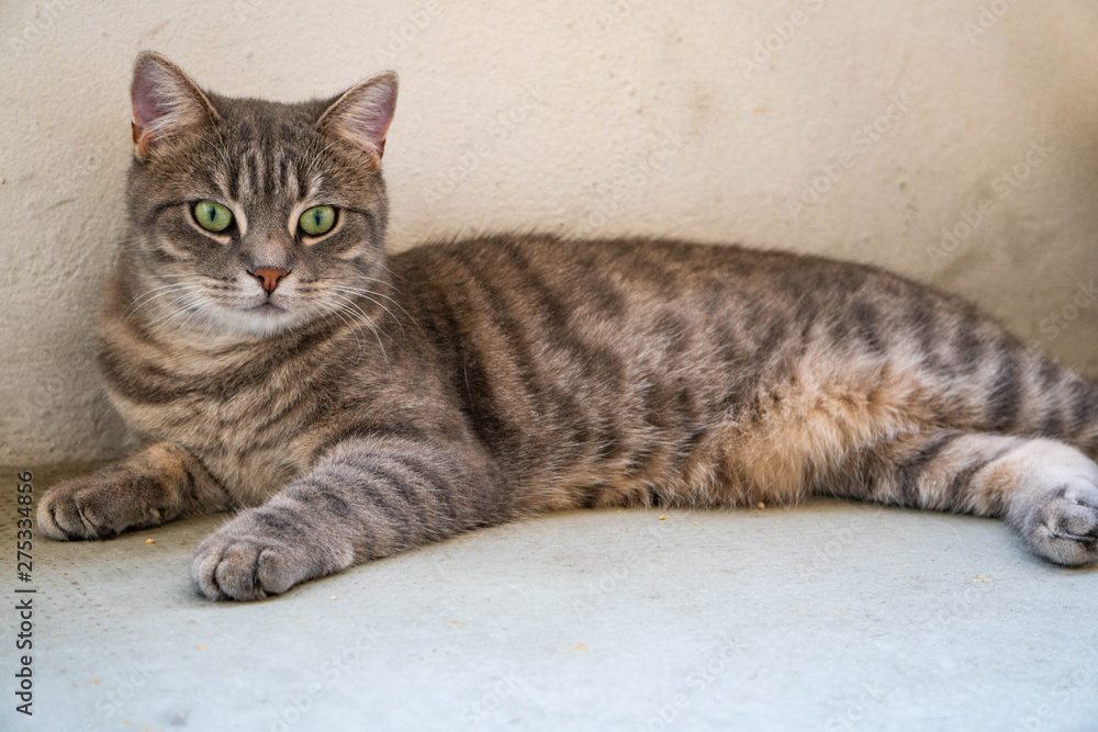 cat chlilling on the balcony with natural light