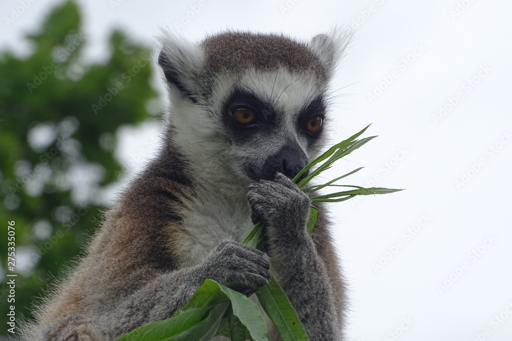 Fototapeta premium Cheeky ring-tailed lemur eating at the zoo