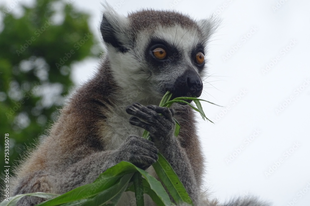 Obraz premium Cheeky ring-tailed lemur eating at the zoo