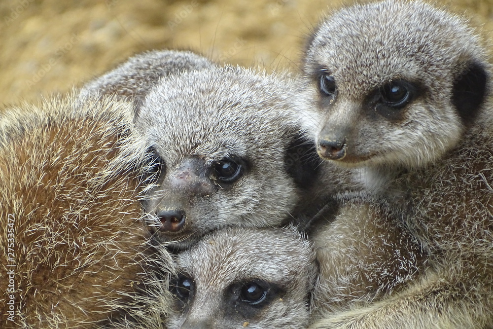 Obraz premium Cute meerkats huddling/hugging at the zoo